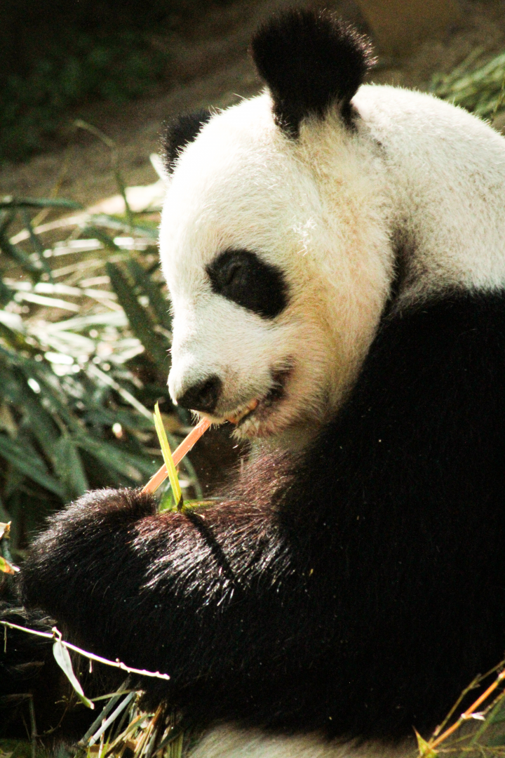 Apr. 2021 - Asian Forest - Giant Panda (Lun Lun)