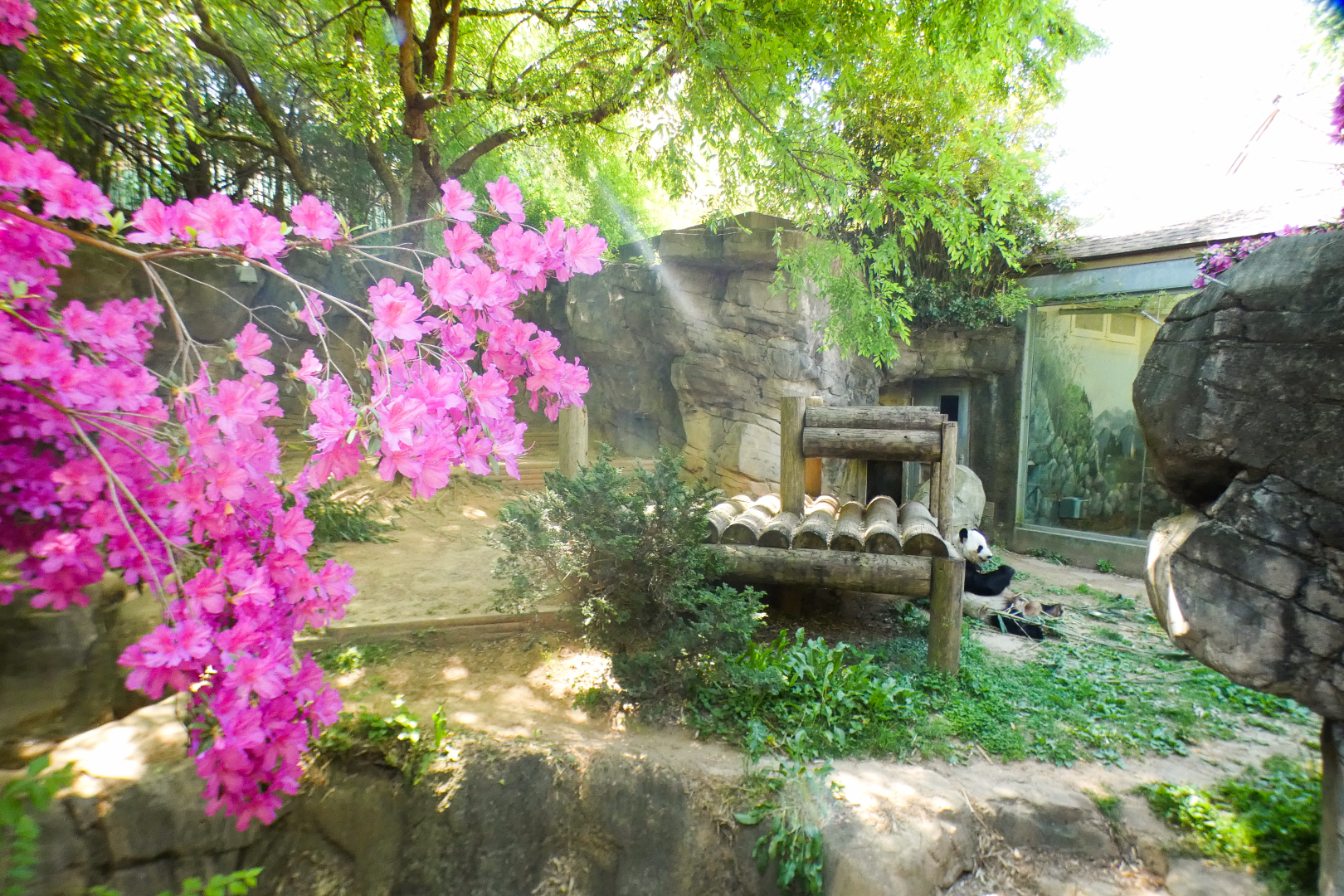 Apr. 2021 - Asian Forest - Giant Panda Right Exhibit