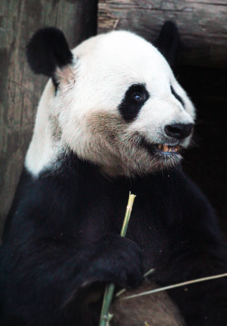 Apr. 2021 - Asian Forest - Giant Panda (Yang Yang)