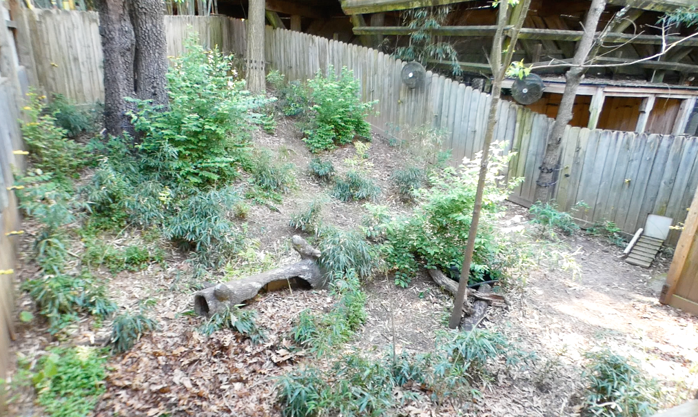 Apr. 2021 - Asian Forest - Impressed Tortoise Exhibit