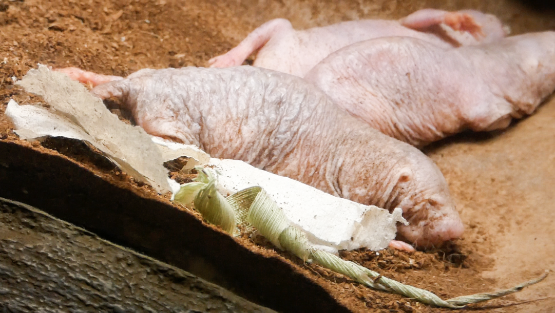 Apr. 2021 - Asian Forest - Naked Mole Rat