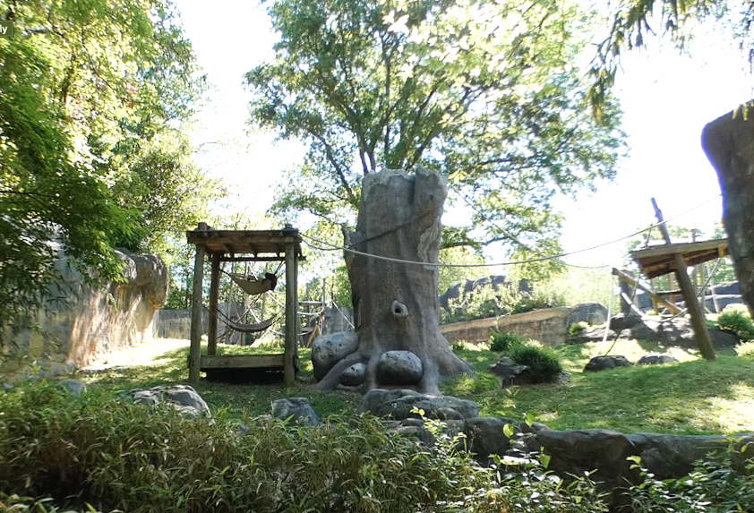 Apr. 2021 - Asian Forest - Orangutan Left Exhibit (1 of 3)