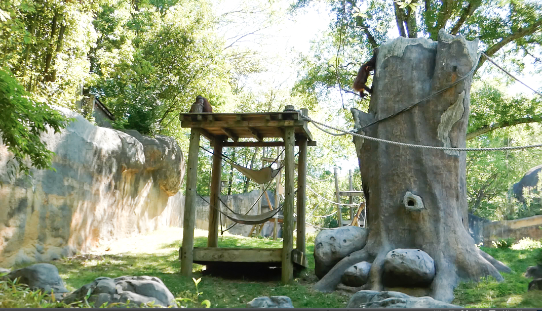 Apr. 2021 - Asian Forest - Orangutan Left Exhibit (1 of 3)