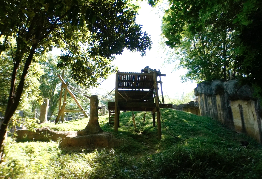 Apr. 2021 - Asian Forest - Orangutan Right Exhibit (1 of 3)