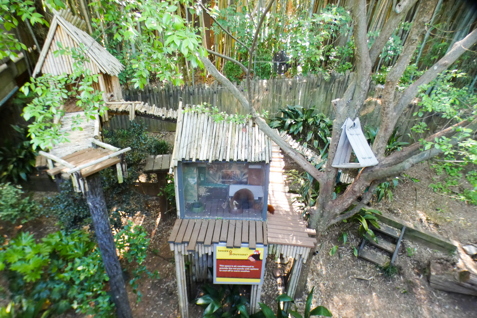 Apr. 2021 - Asian Forest - Red Panda Exhibit