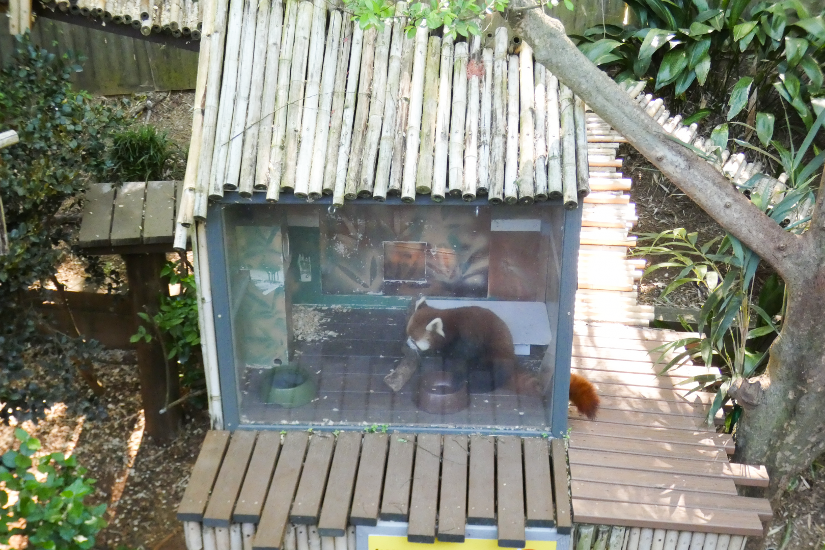 Apr. 2021 - Asian Forest - Red Panda Hut