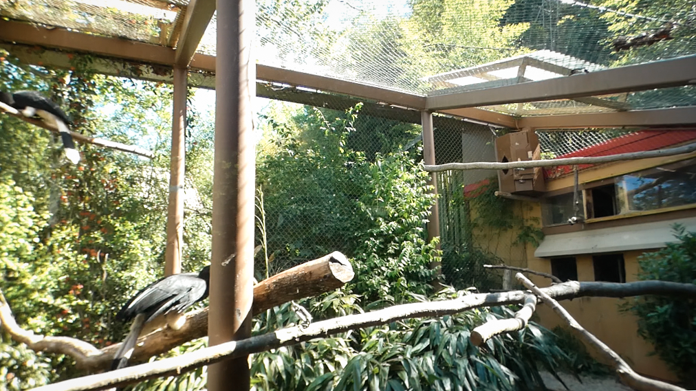 Apr. 2021 - Asian Forest - Rhinoceros Hornbill Exhibit