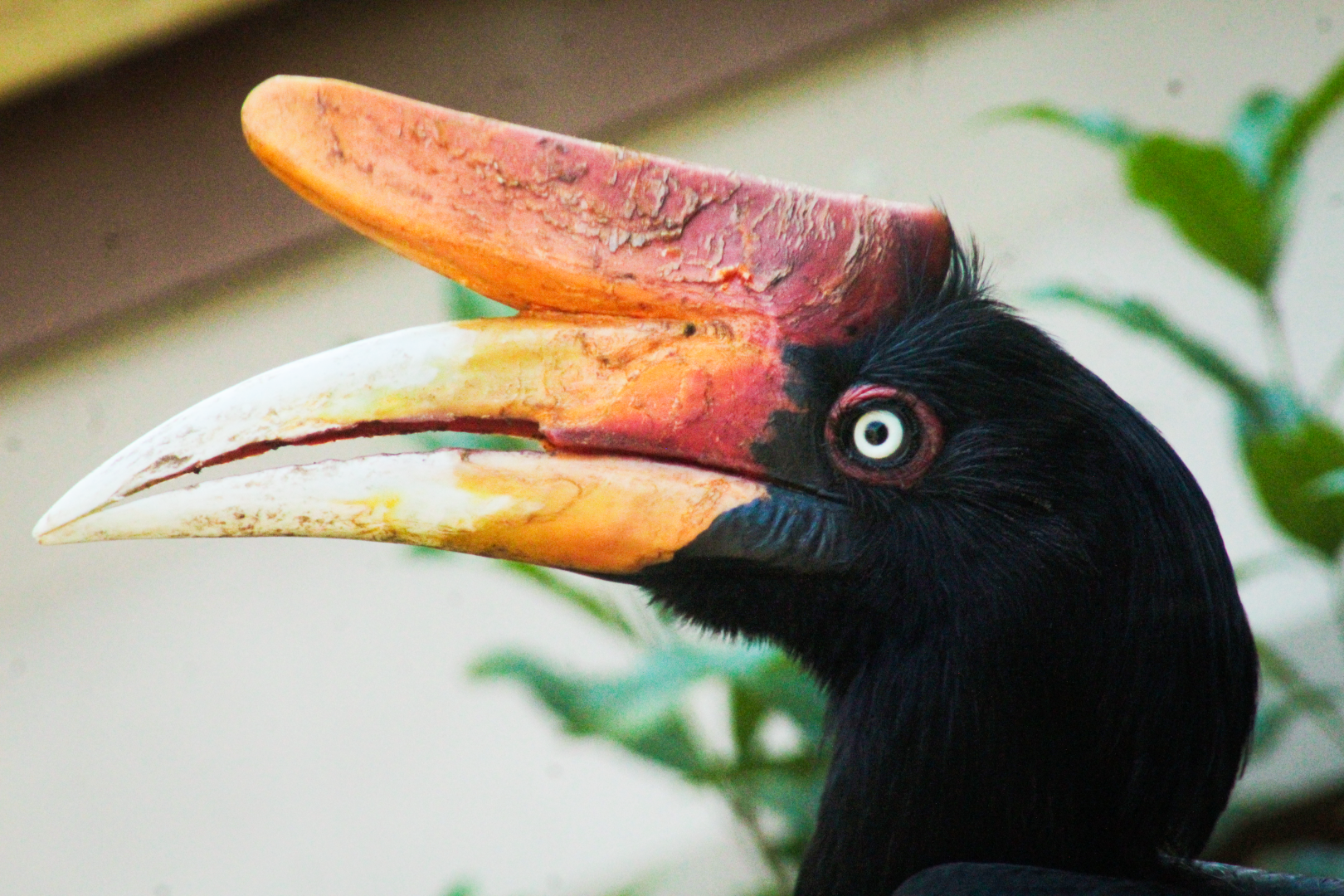 Apr. 2021 - Asian Forest - Rhinoceros Hornbill