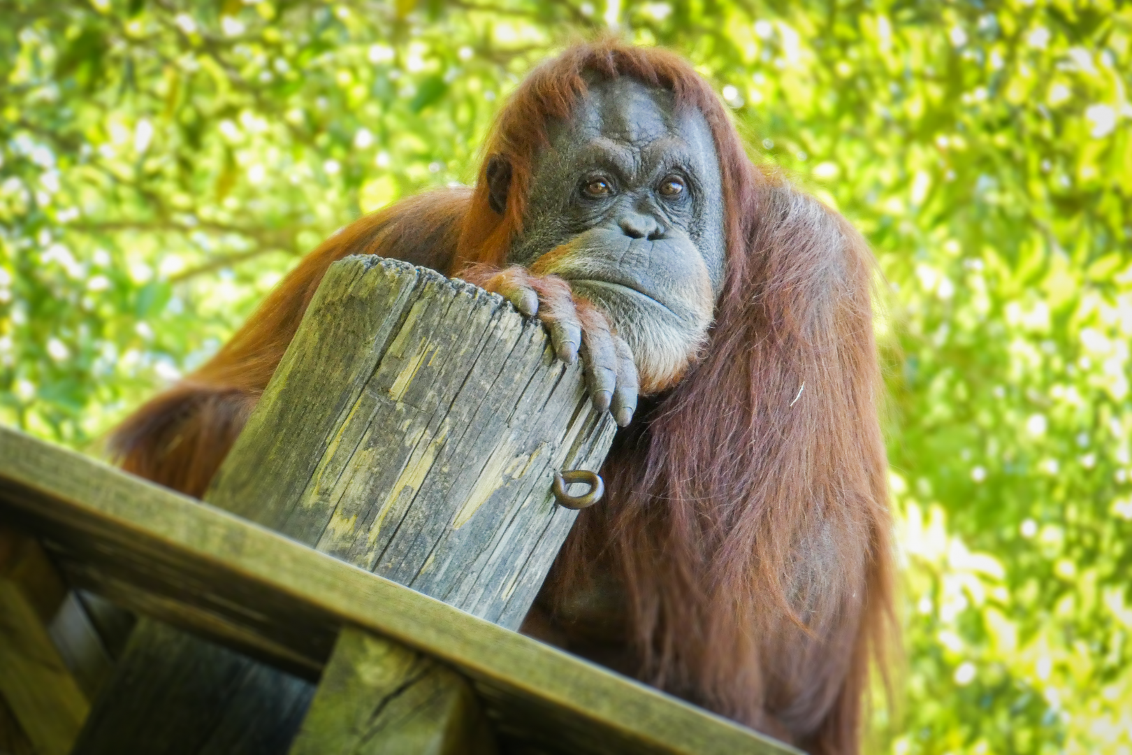 Apr. 2021 - Asian Forest - Sumatran Orangutan (Madu)