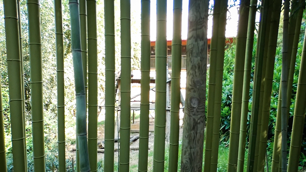 Apr. 2021 - Asian Forest - Sun Bear Exhibit (Bamboo Viewing)