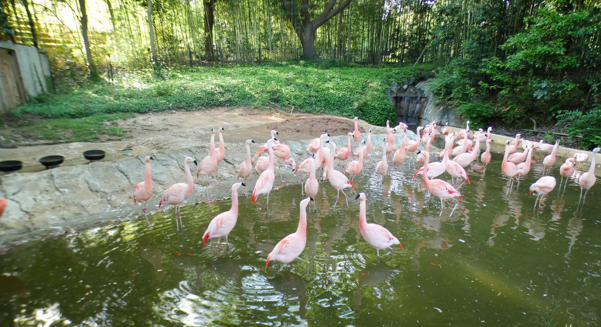 Apr. 2021 - Entrance - Chilean Flamingo Exhibit