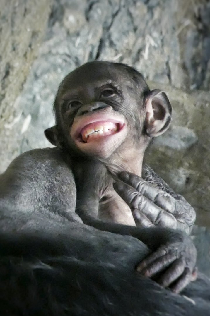 Apr. 2021 - Jungle Trails - Amali