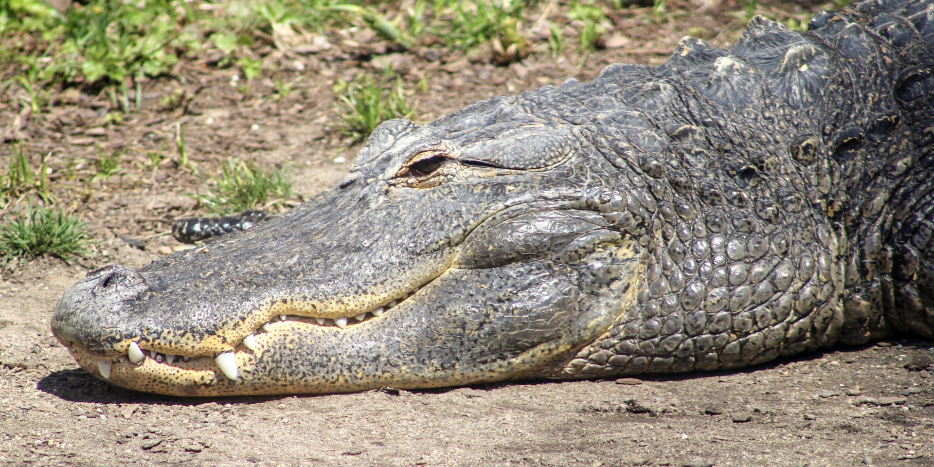 Apr. 2022 - Alligators & Crocodiles: The Fight to Survive - American Alligator