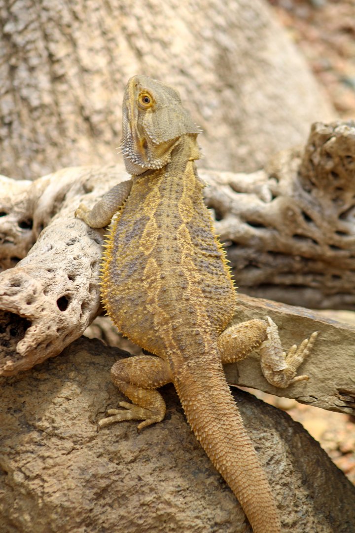 Apr. 2022 - Deserts - Bearded Dragon