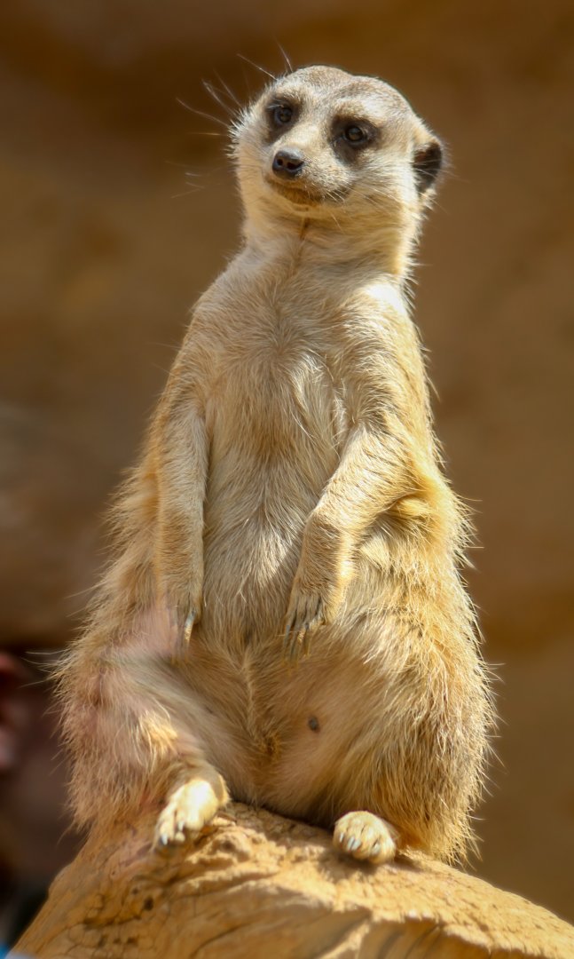 Apr. 2022 - Deserts - Meerkat