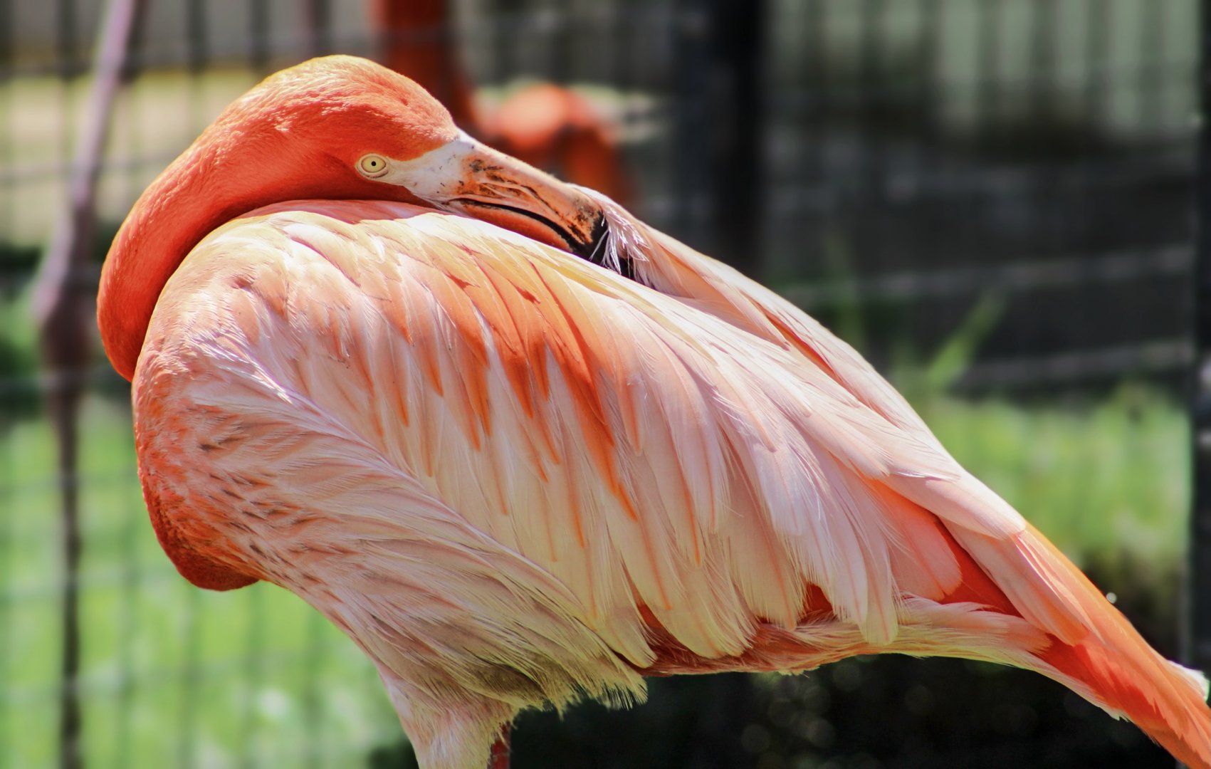 Apr. 2022 - Flights of Fancy: A Brilliance of Birds - Caribbean Flamingo