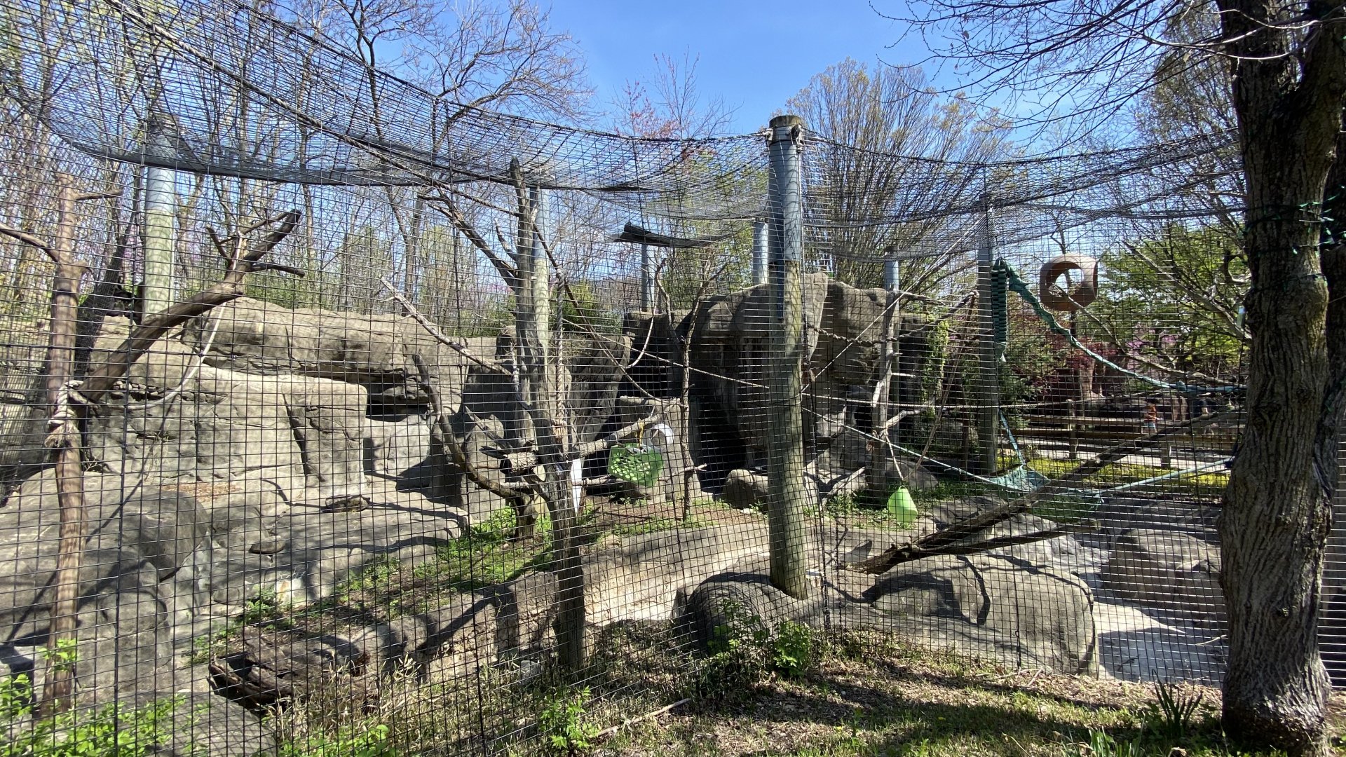 Apr. 2022 - Forests - White-handed Gibbon Exhibit
