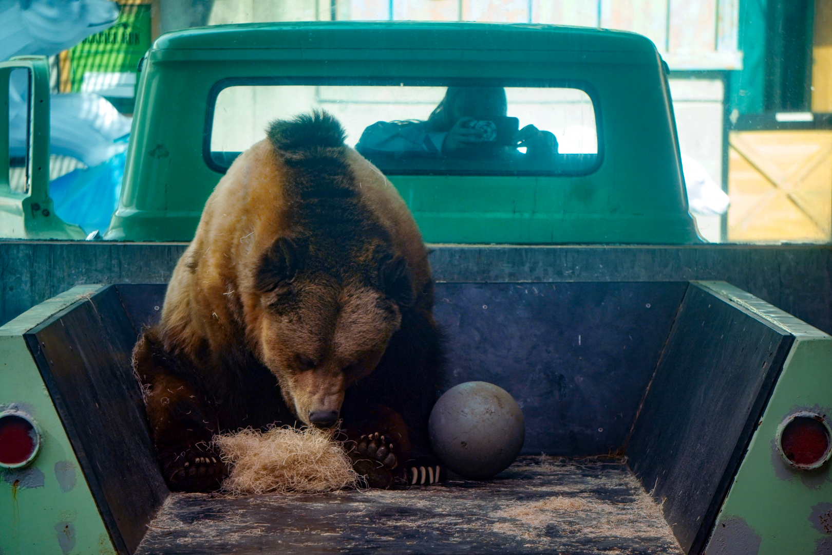 Apr. 2022 - Glacier Run - Brown Bear in a Truck Bed