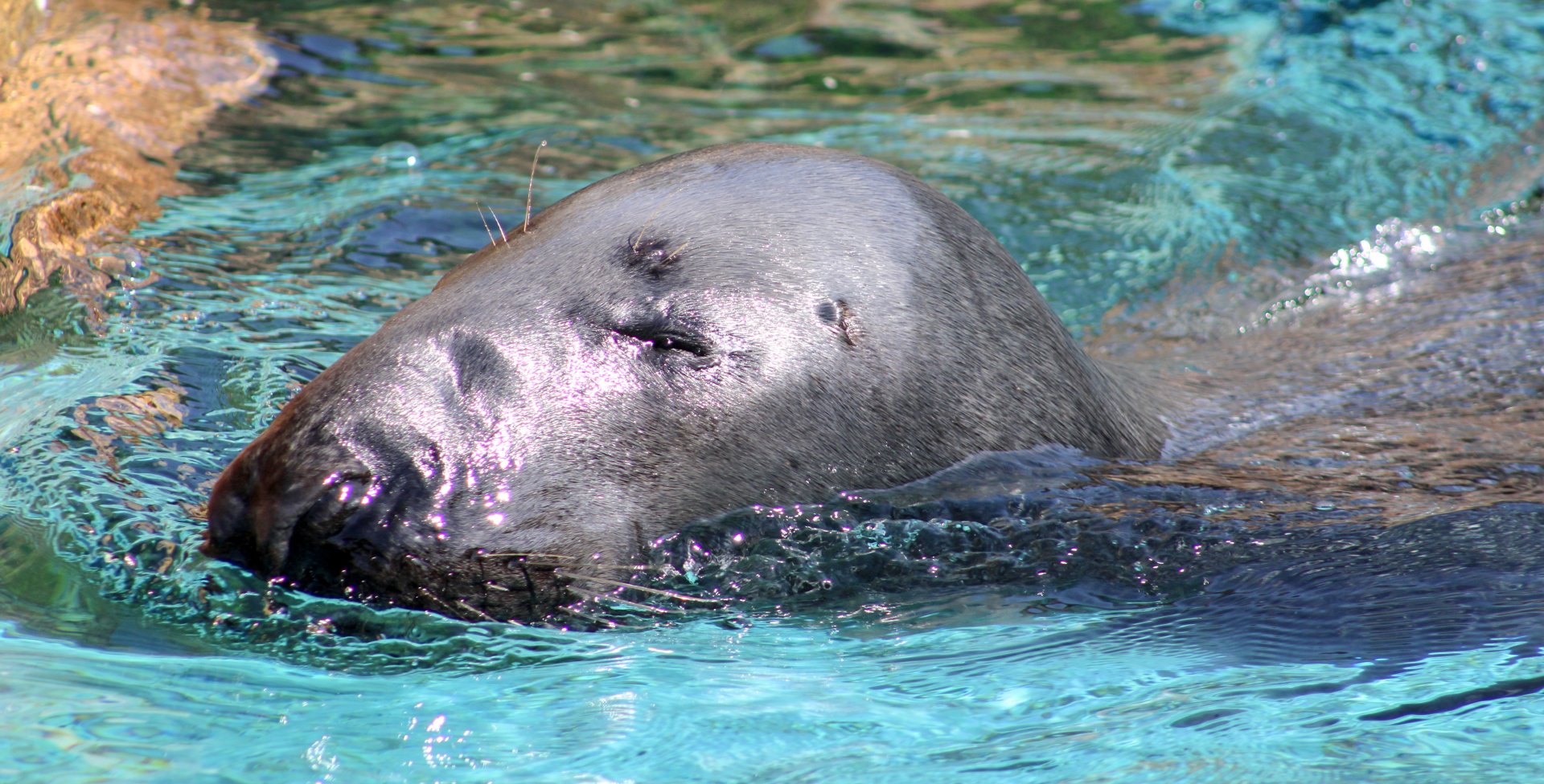 Apr. 2022 - Oceans - Grey Seal