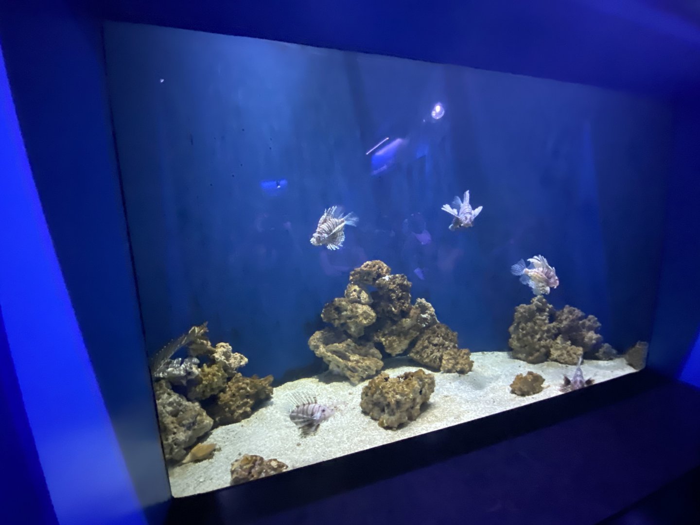 Apr. 2022 - Oceans - Lionfish Tank