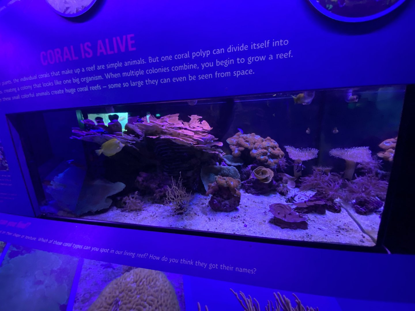 Apr. 2022 - Oceans - Living Reef Tank