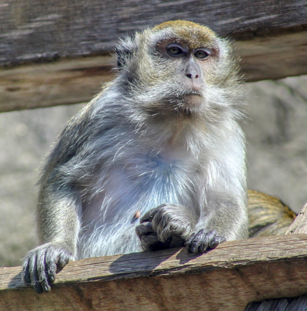 Apr. 2022 - Oceans - Long-tailed Macaque