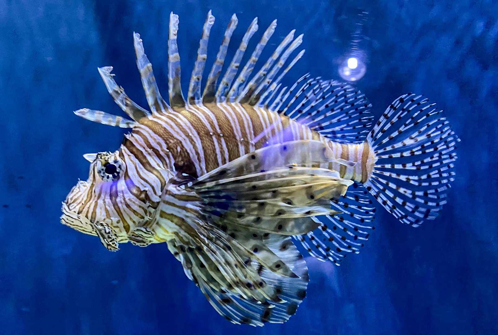 Apr. 2022 - Oceans - Red Lionfish