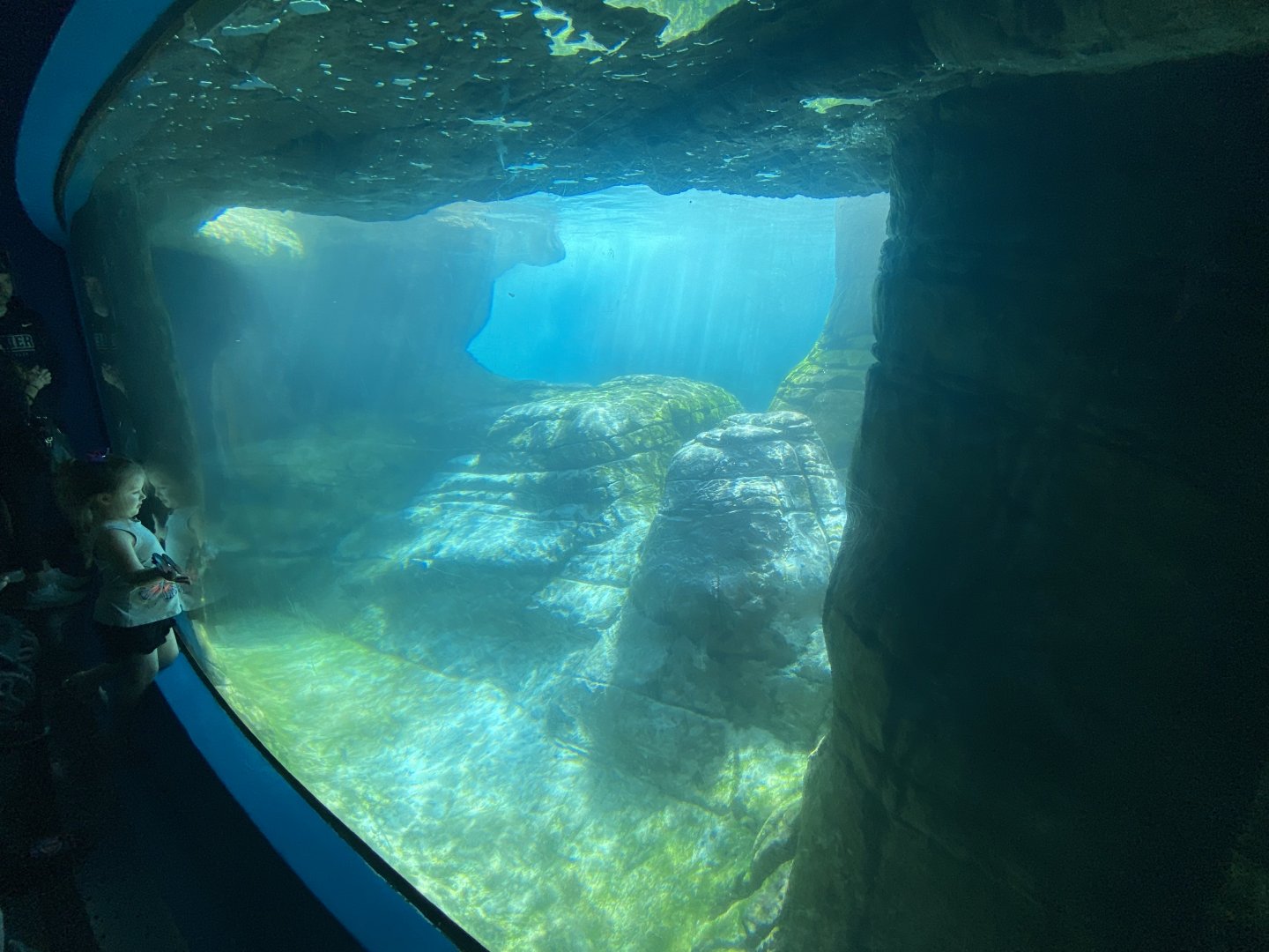 Apr. 2022 - Oceans - Seal/Sea Lion Underwater Viewing