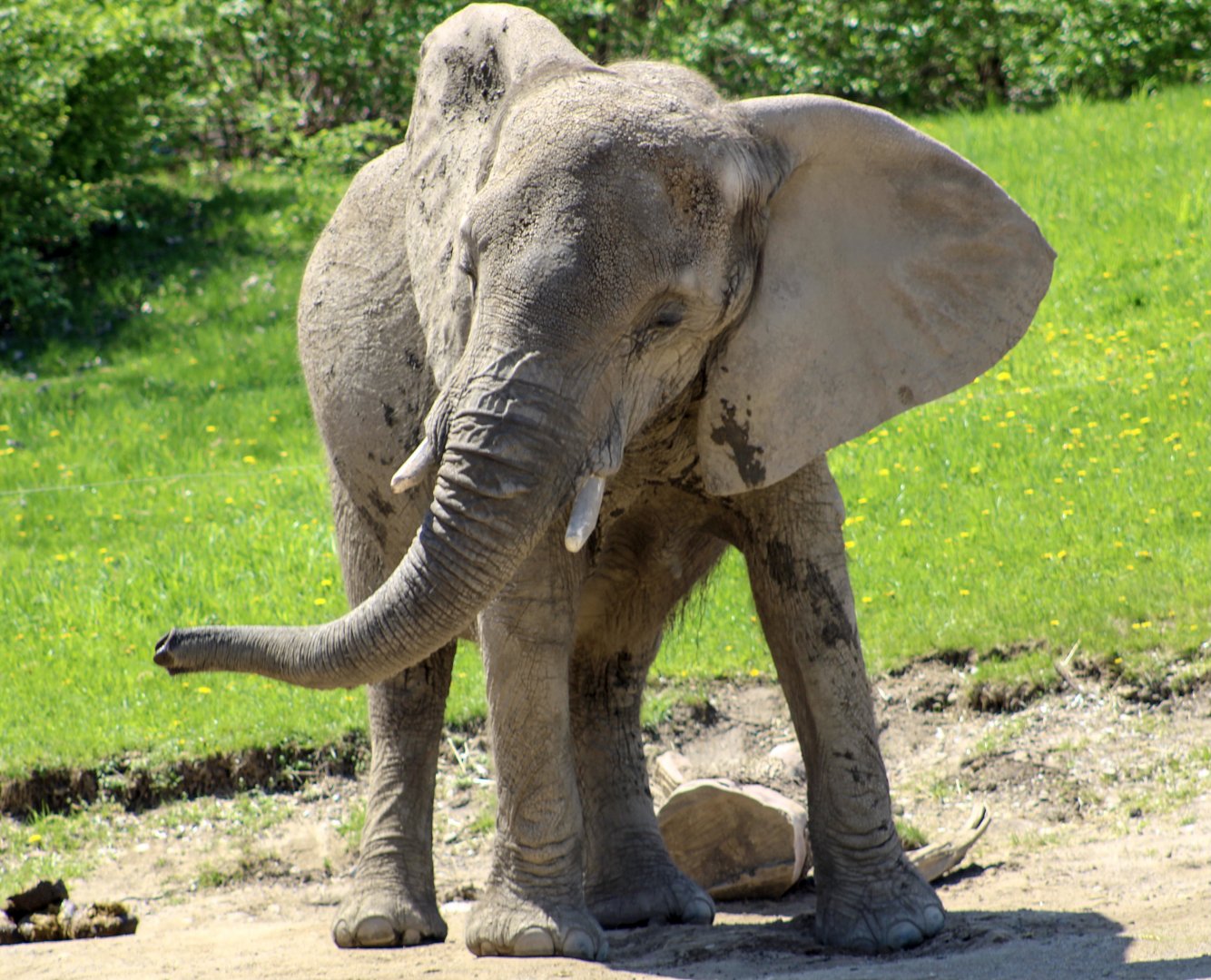 Apr. 2022 - Plains - African Elephant