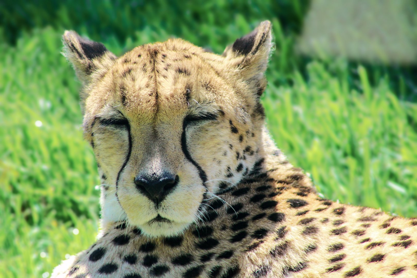 Apr. 2022 - Plains - Cheetah