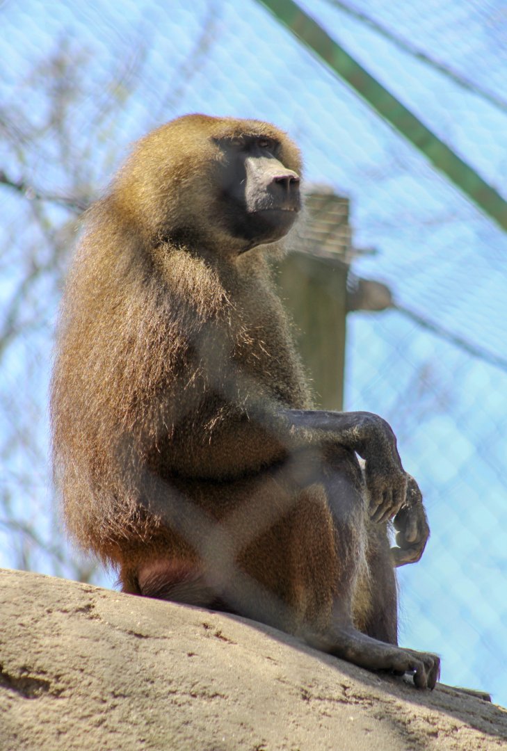 Apr. 2022 - Plains - Guinea Baboon