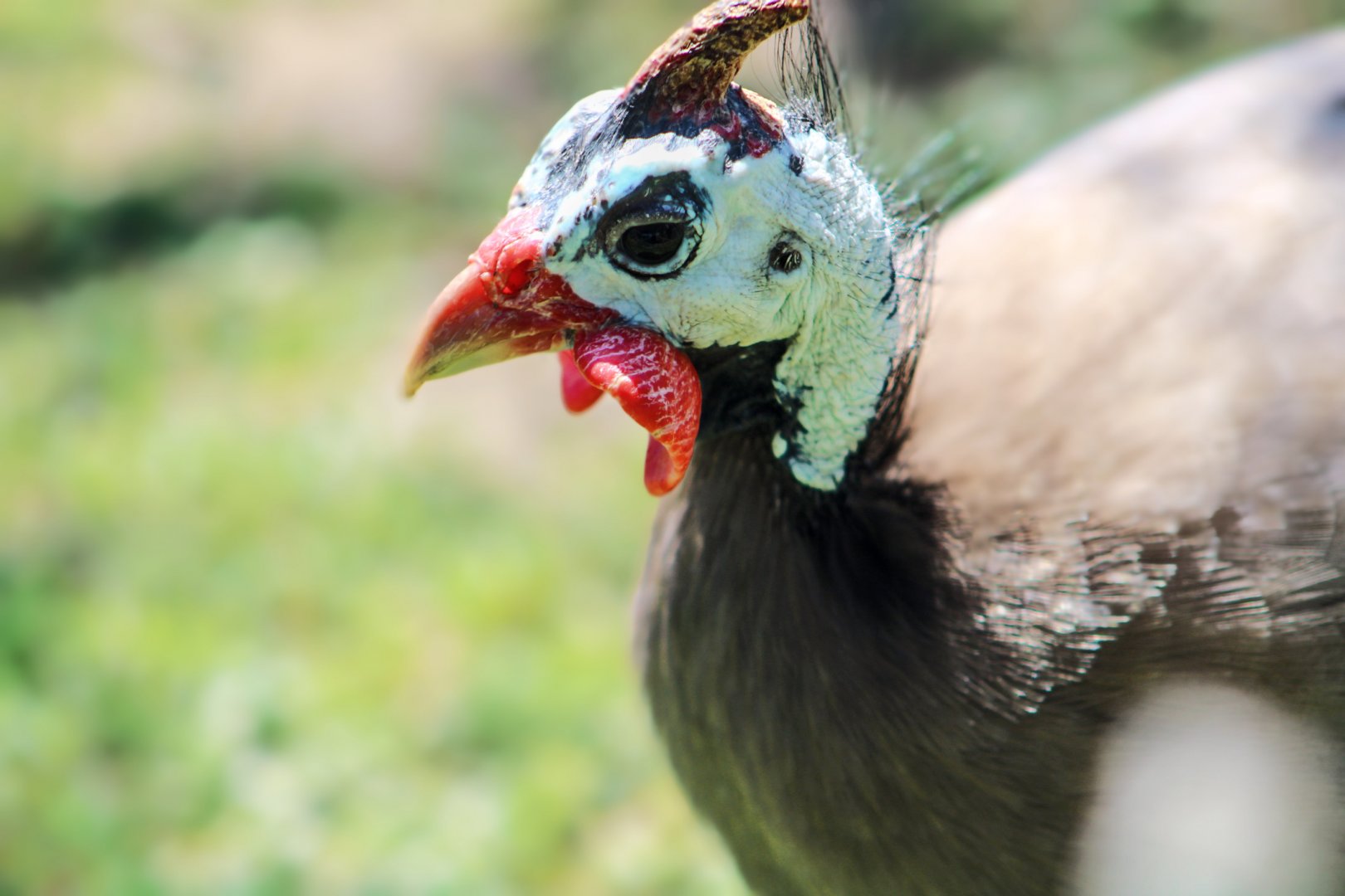 Apr. 2022 - Plains - Helmeted Guineafowl