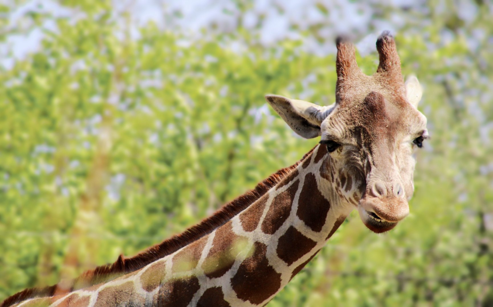 Apr. 2022 - Plains - Reticulated Giraffe