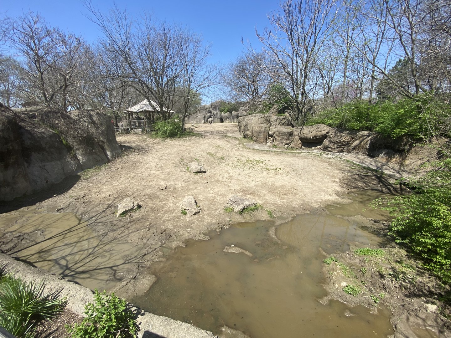 Apr. 2022 - Plains - Southern White Rhino Exhibit