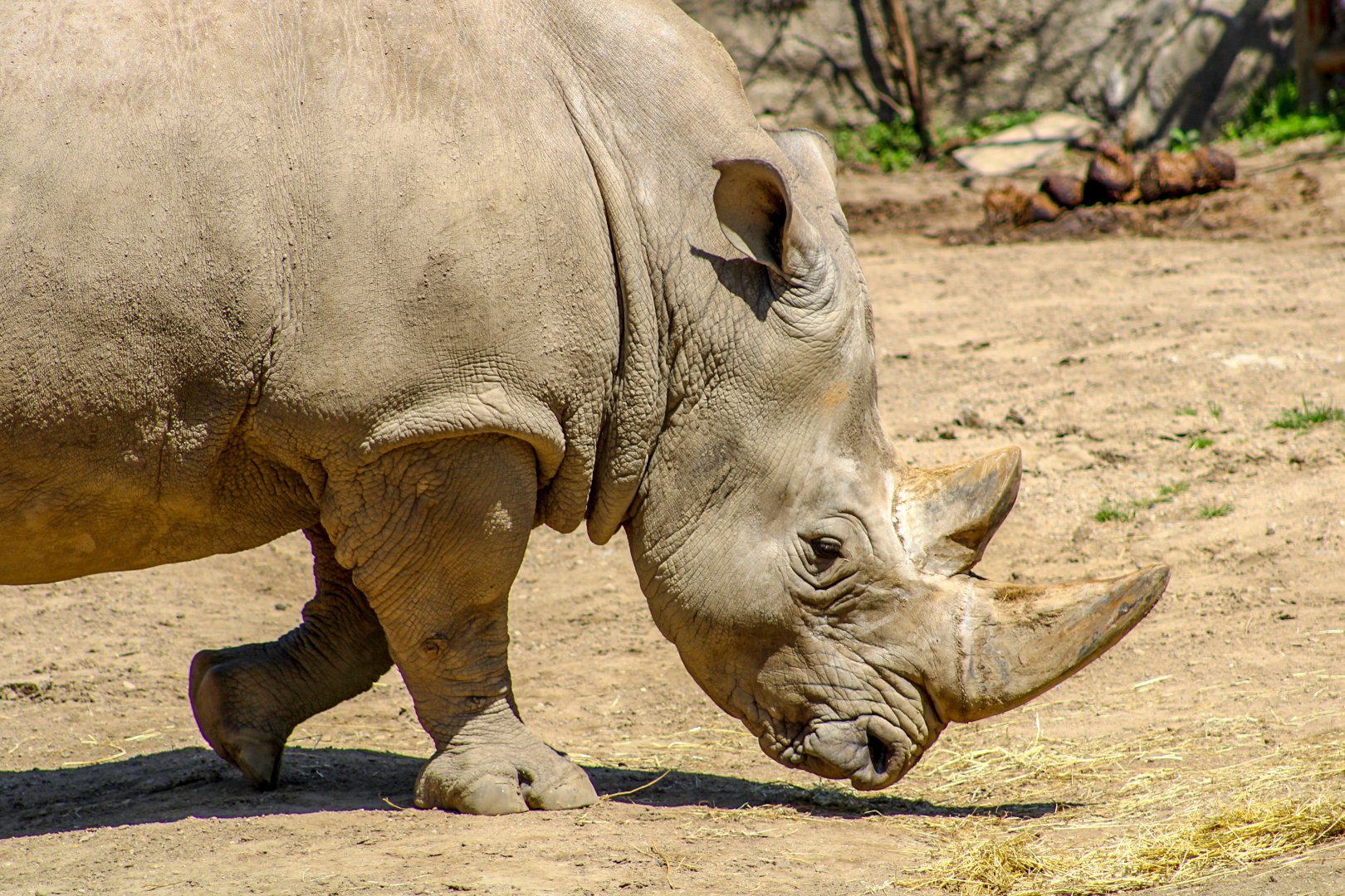 Apr. 2022 - Plains - Southern White Rhino
