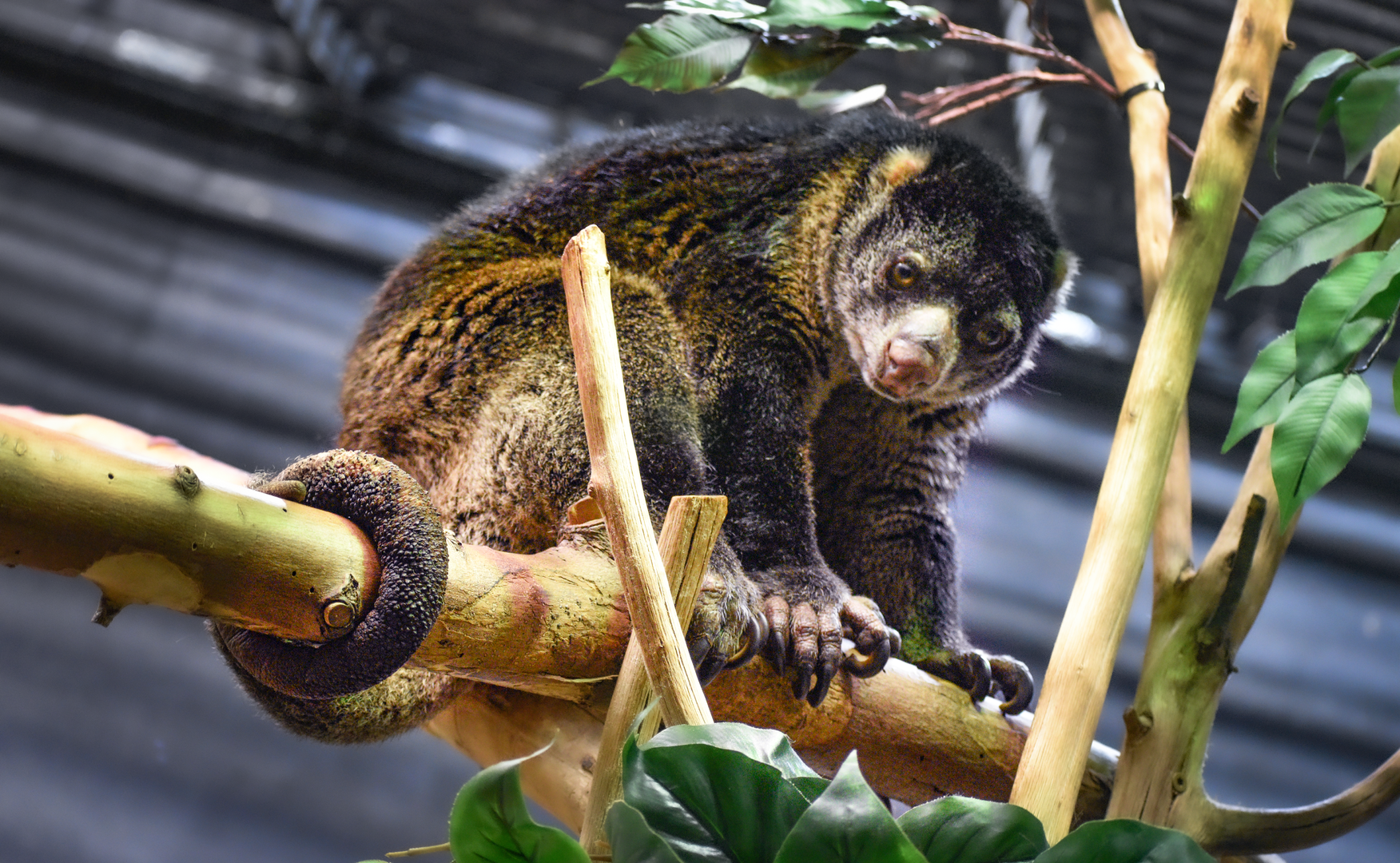 Apr. 2023 - Animals of the Night - Bear Cuscus
