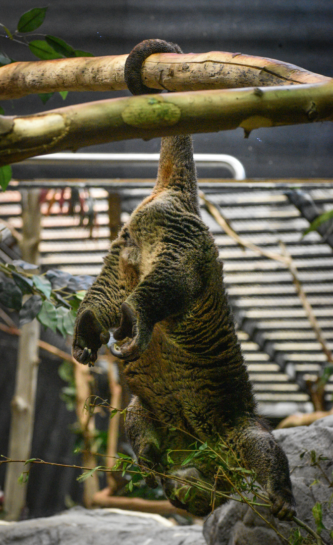 Apr. 2023 - Animals of the Night - Bear Cuscus