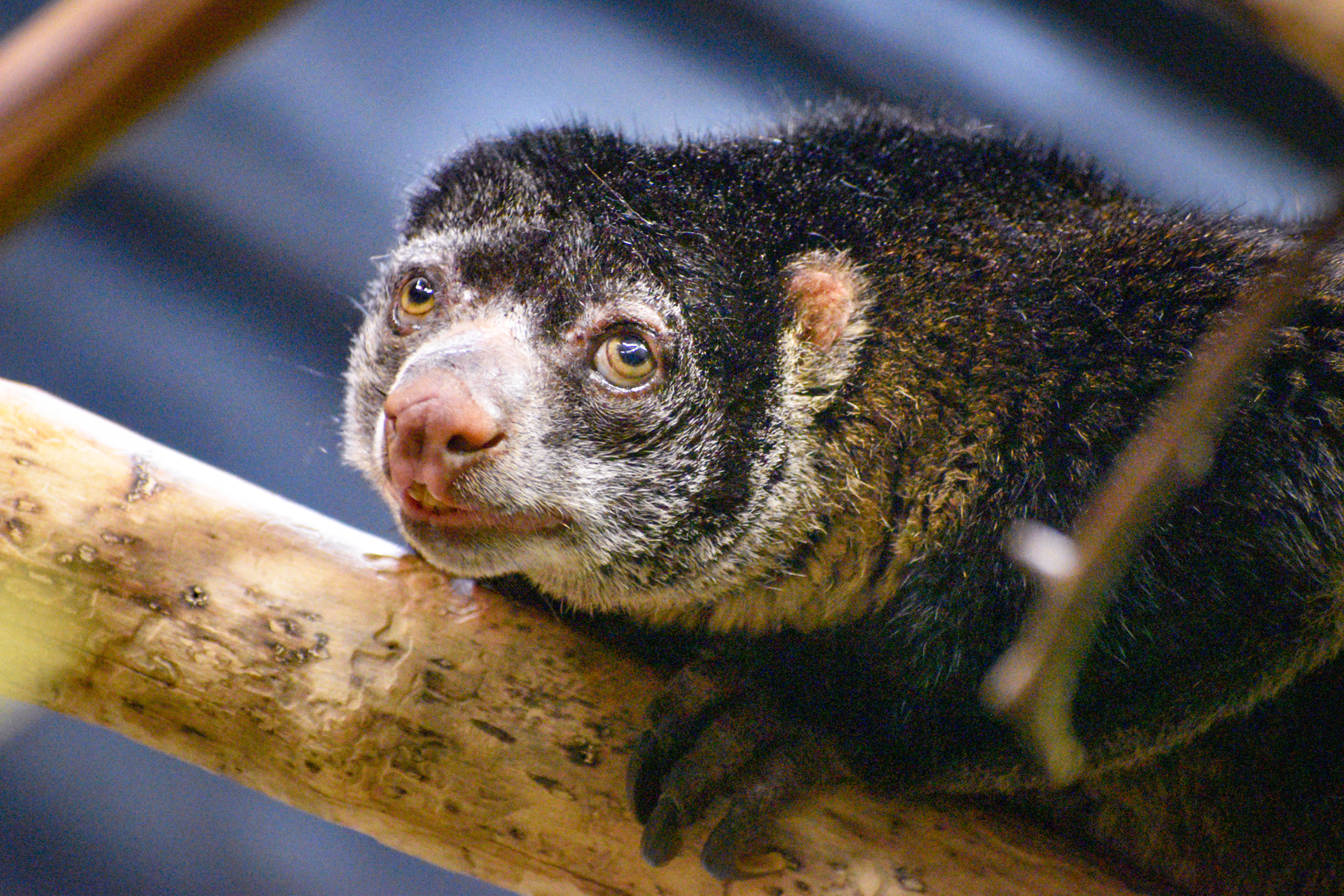 Apr. 2023 - Animals of the Night - Bear Cuscus