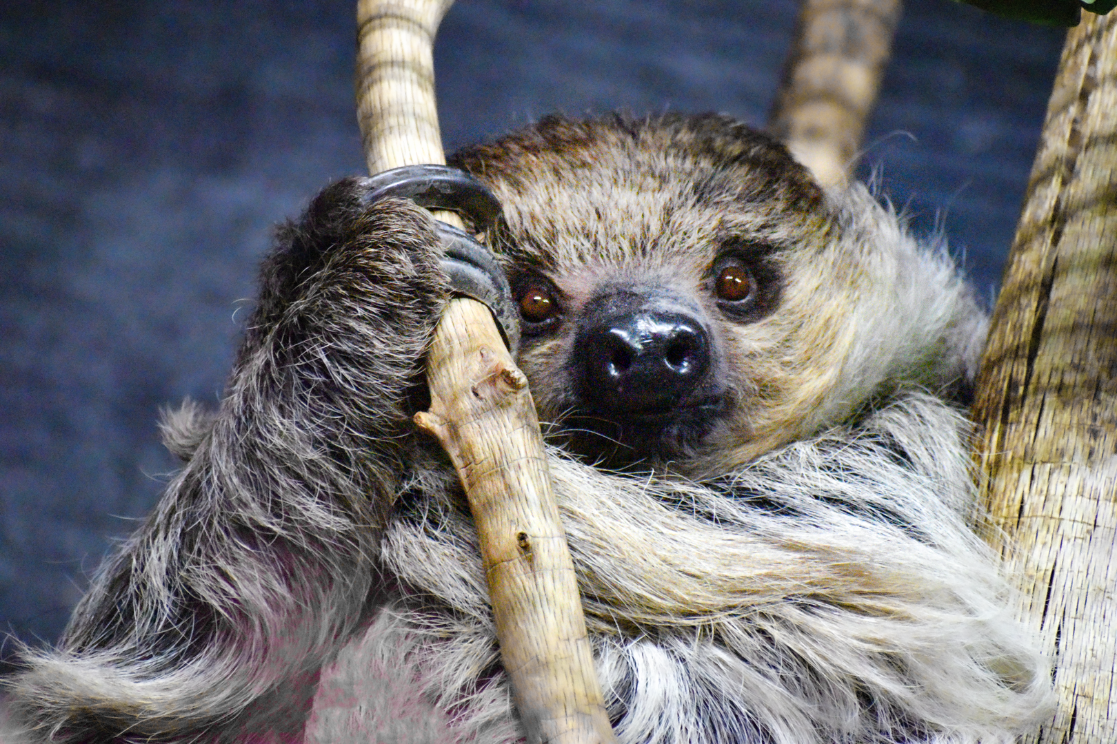 Apr. 2023 - Animals of the Night - Linne's Two-toed Sloth