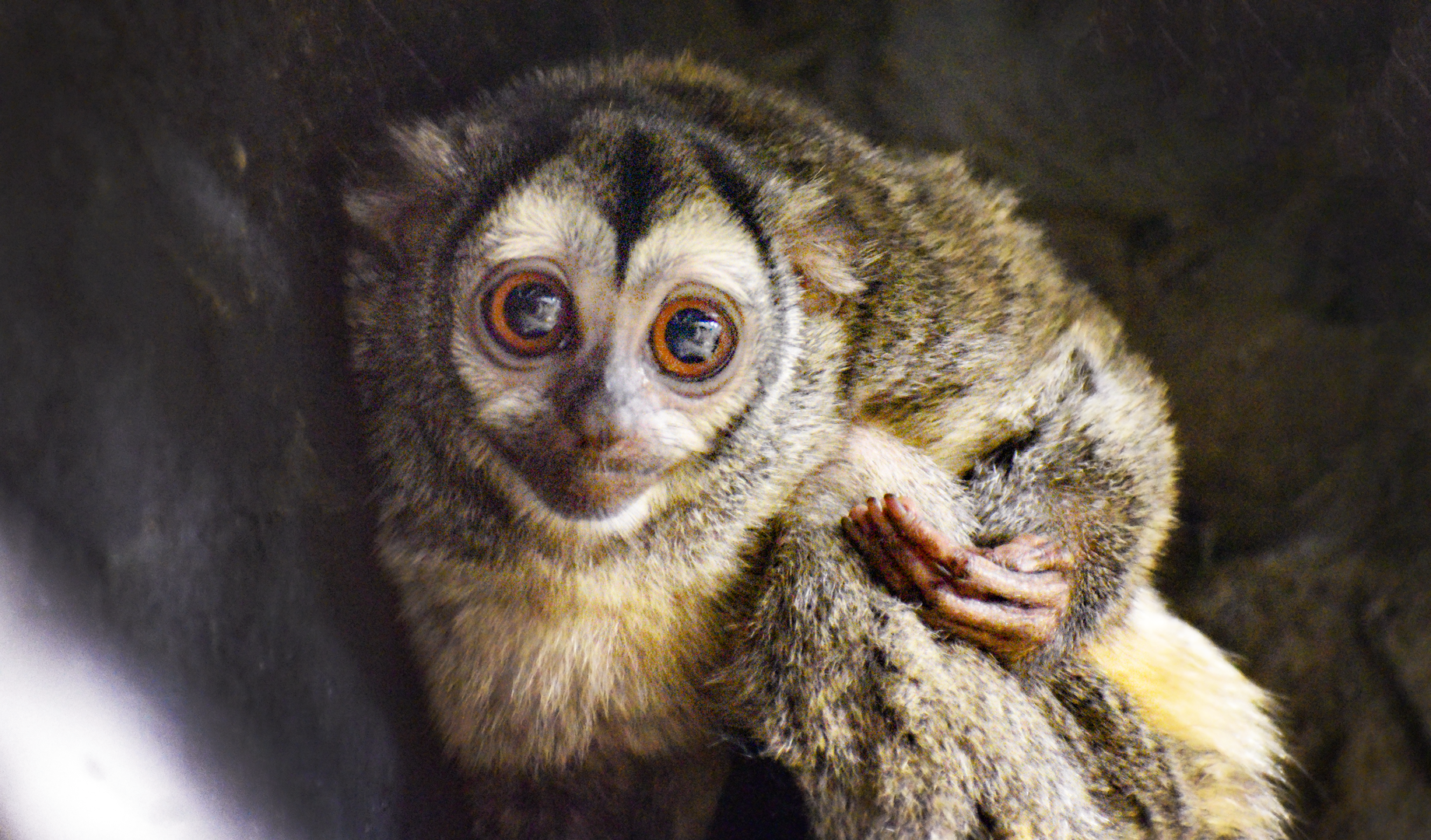 Apr. 2023 - Animals of the Night - Three-striped Night Monkey