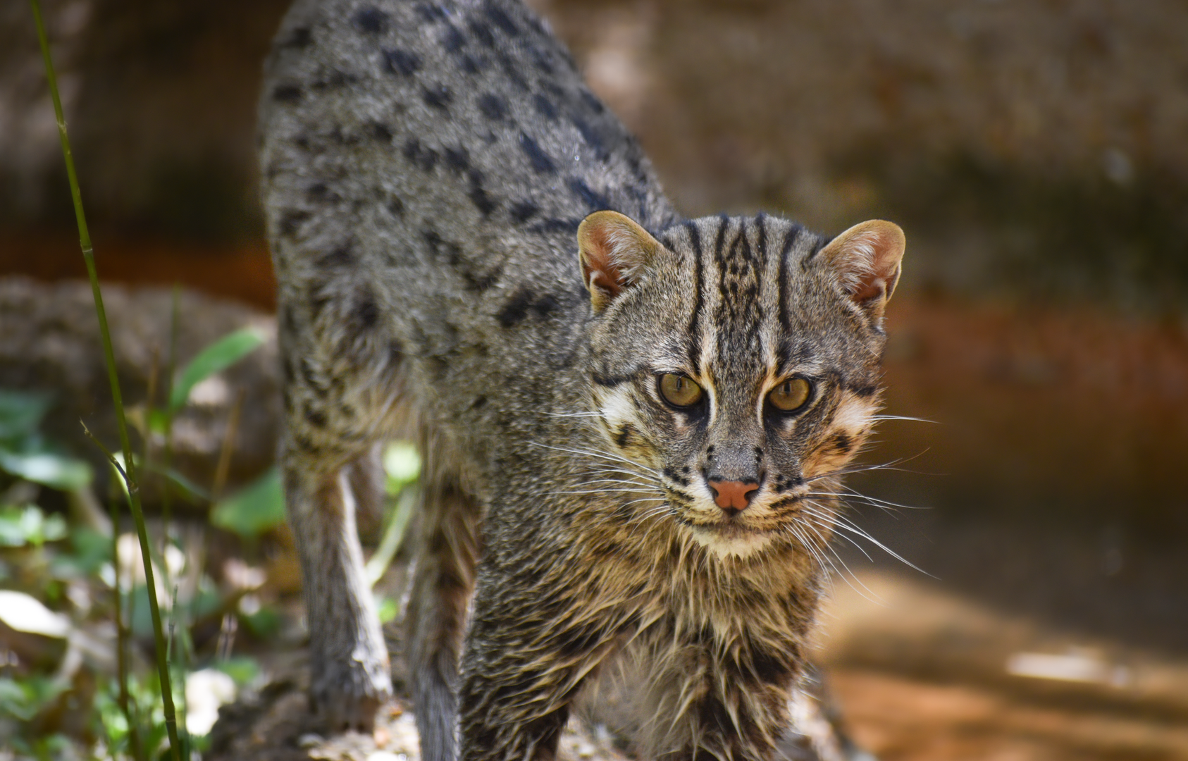 Apr. 2023 - Cat Country - Fishing Cat