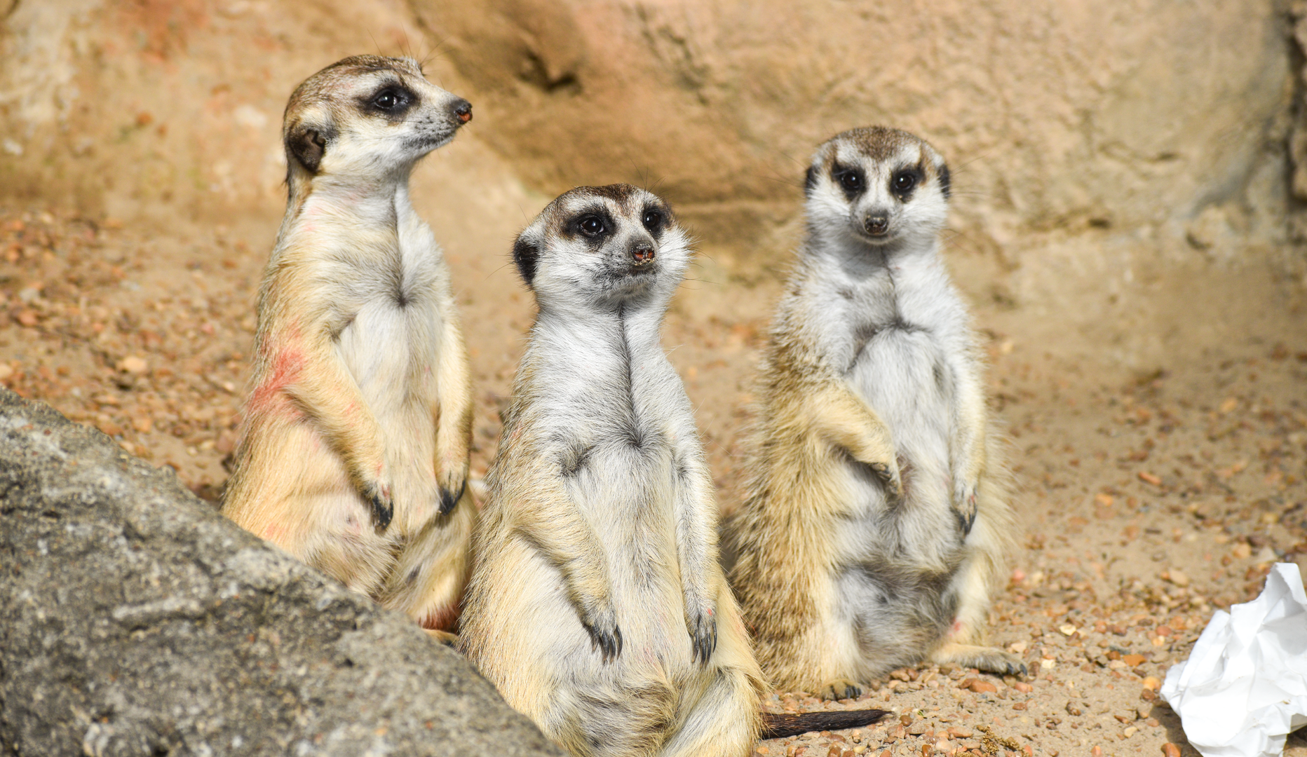 Apr. 2023 - Cat Country - Meerkats