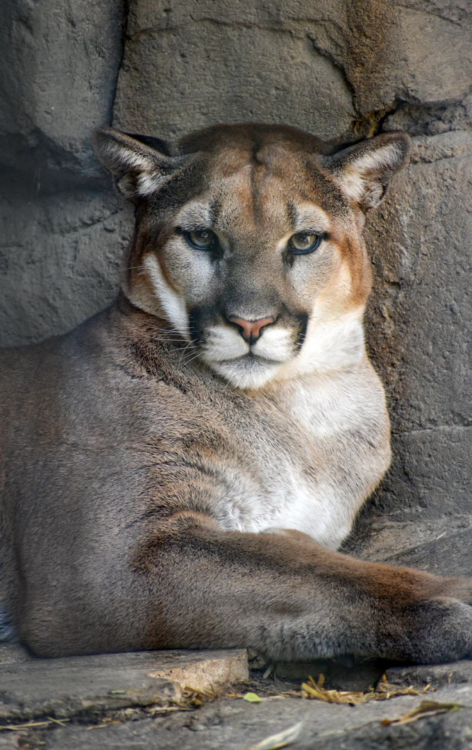 Apr. 2023 - Cat Country - Mountain Lion