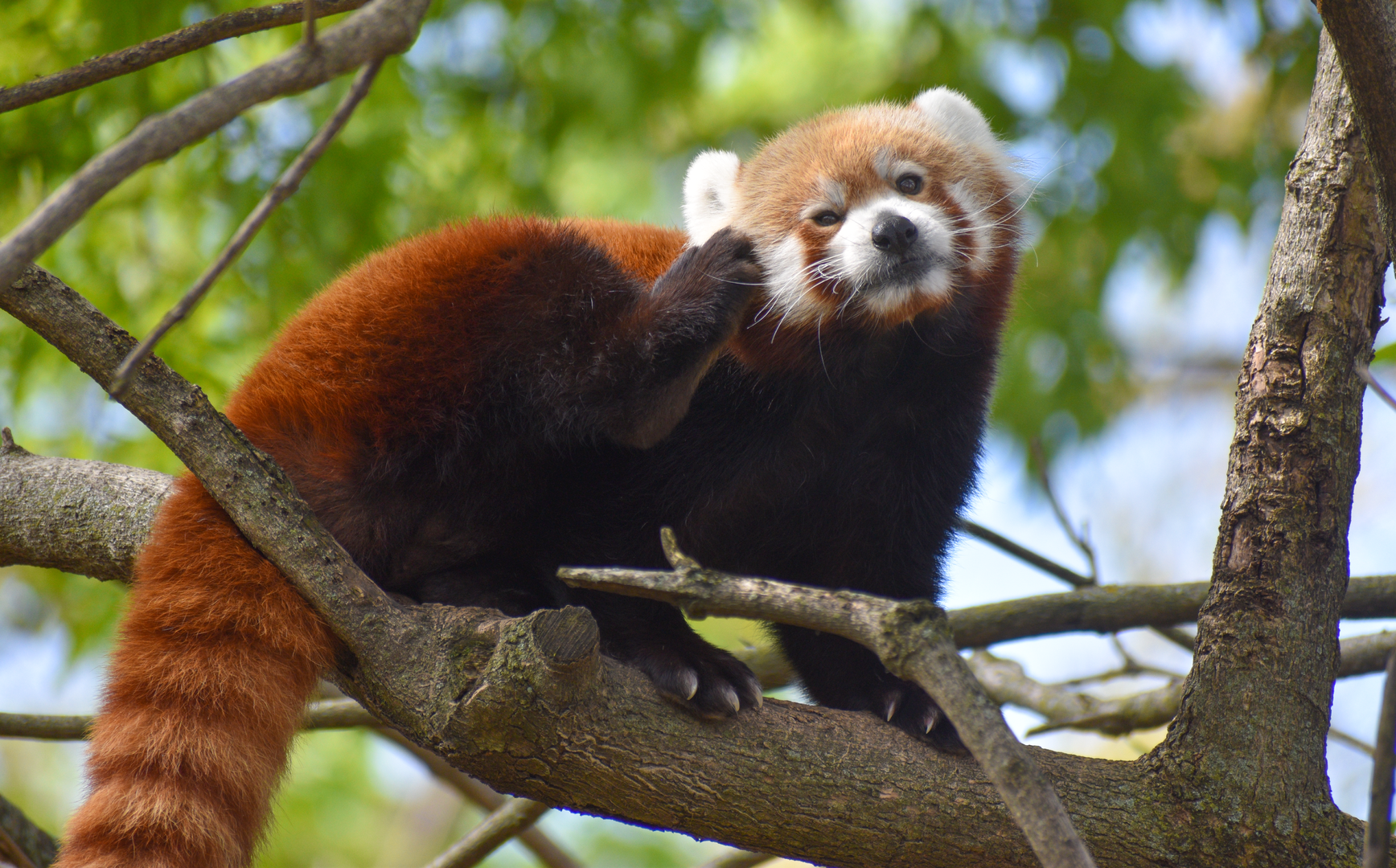 Apr. 2023 - Cat Country - Red Panda