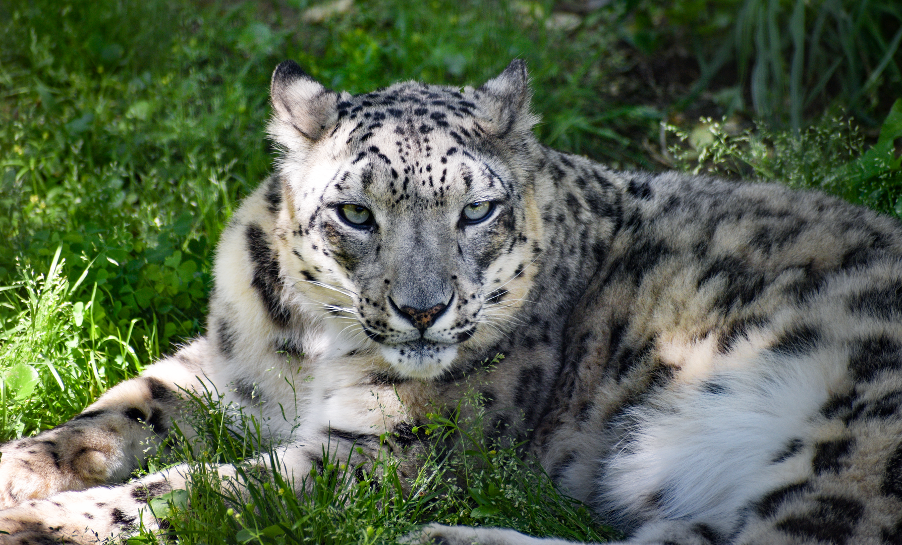 Apr. 2023 - Cat Country - Snow Leopard