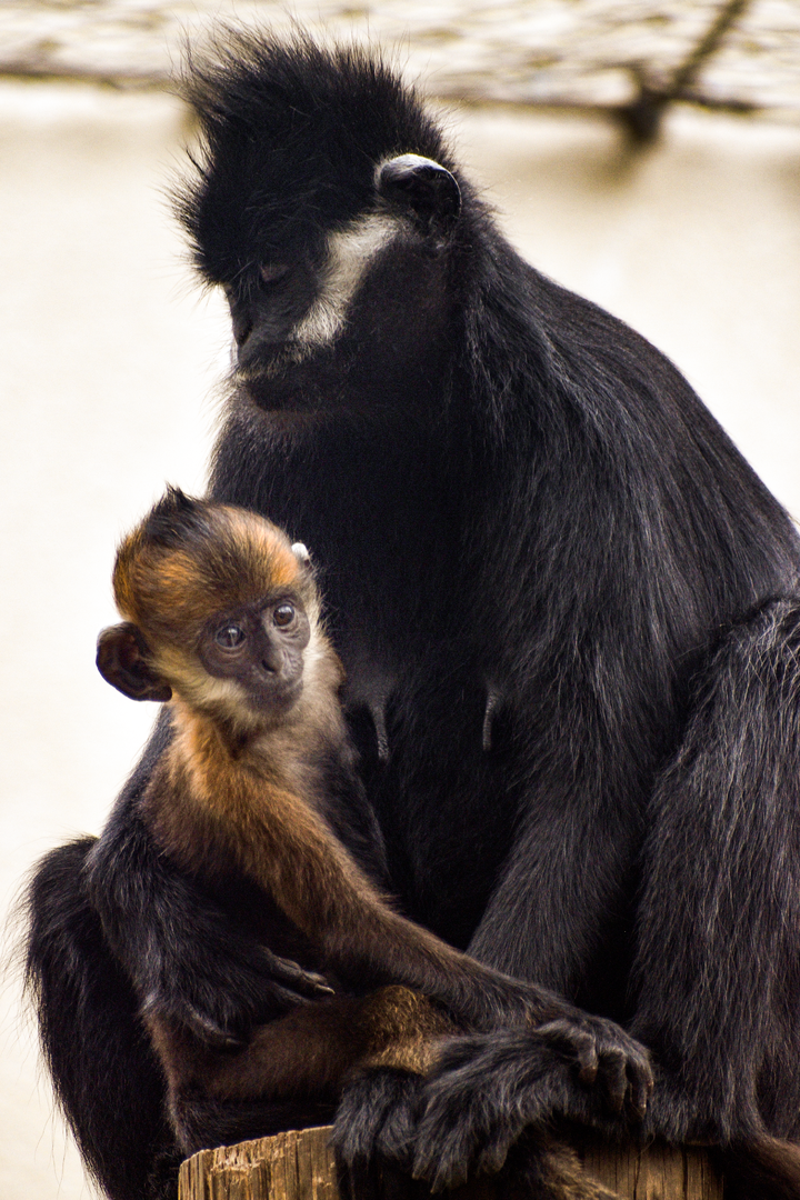 Apr. 2023 - CHINA - Francois' Langurs