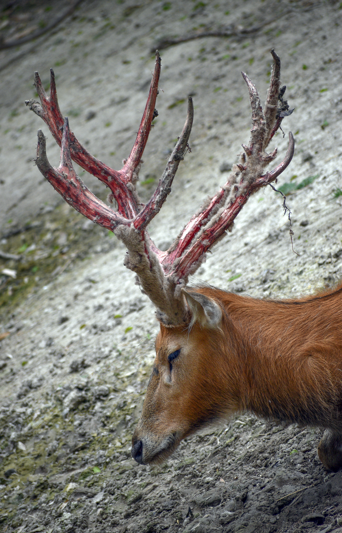 Apr. 2023 - CHINA - Pere David's Deer
