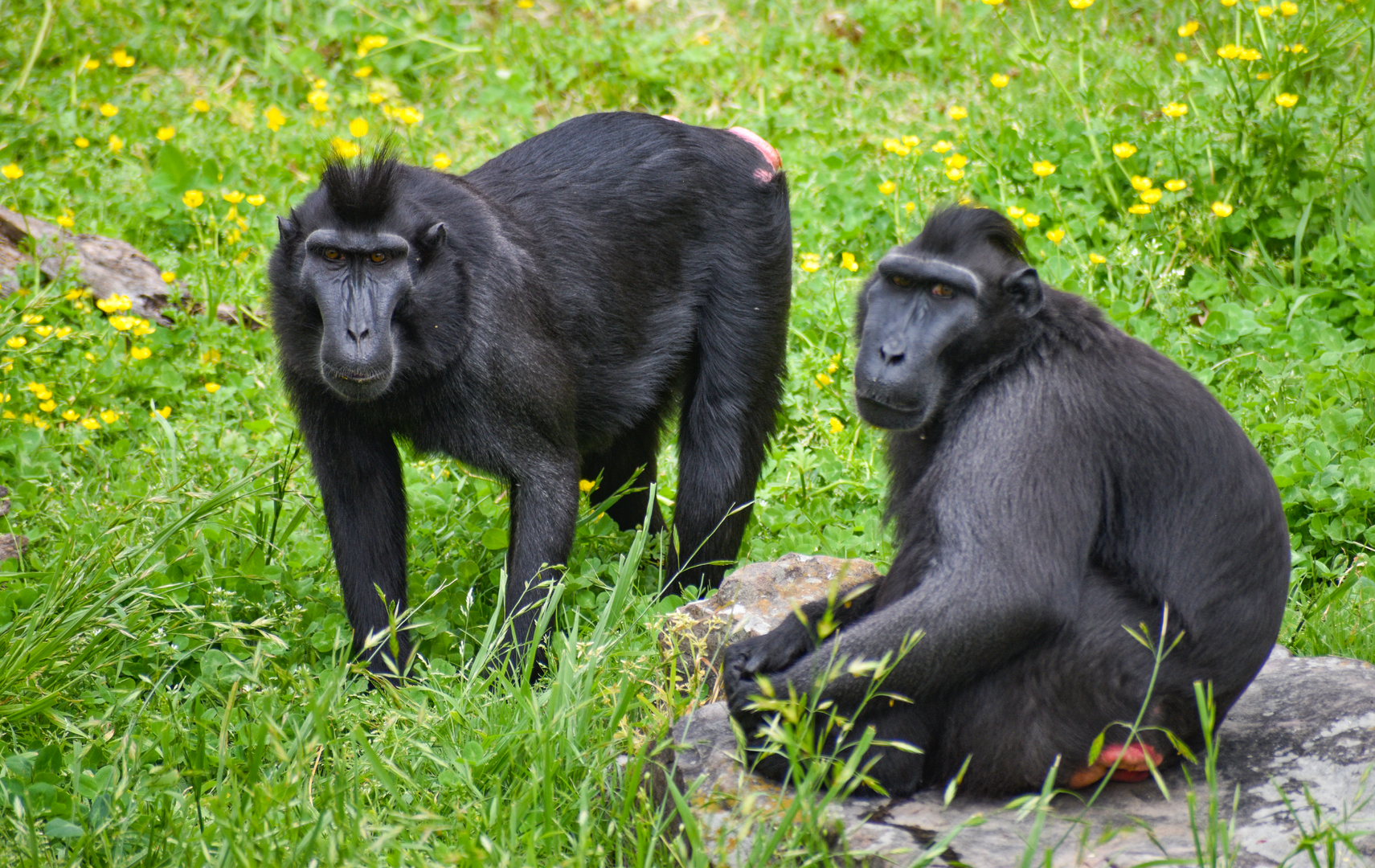 Apr. 2023 - CHINA - Sulawesi Crested Macaques