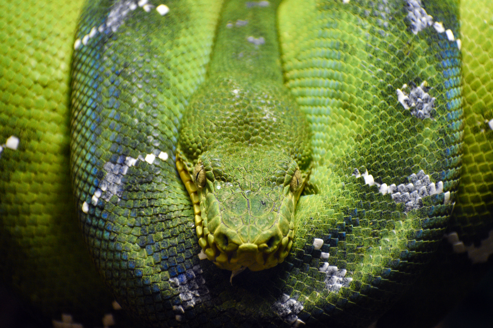 Apr. 2023 - Herpetarium - Green Tree Python