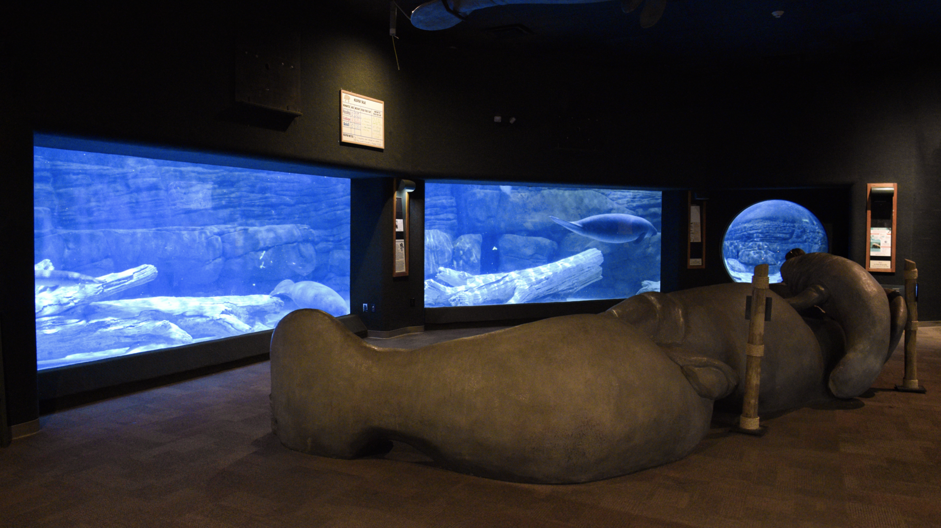 Apr. 2023 - Manatee Springs - Florida Manatee + Alligator Gar Tank